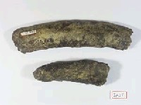 藏品(肋骨)的圖片